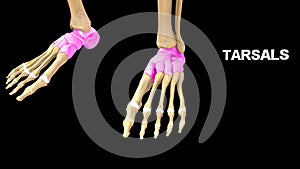 Tarsals Bones of Human Foot photo